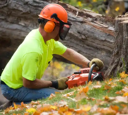 tree services Maurice